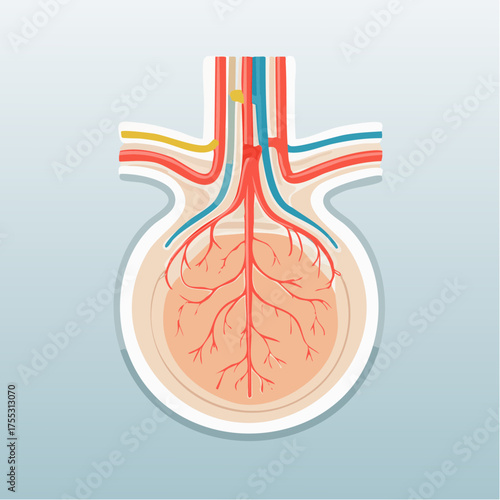 Illustration of the Glomerulus, a key component of the nephron in the kidney, showing blood vessels and filtration structures.