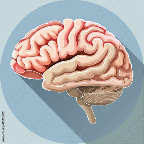 Detailed anatomical illustration of a human brain in profile, featuring the cerebrum, cerebellum, and brainstem on a blue circular background with a long shadow.