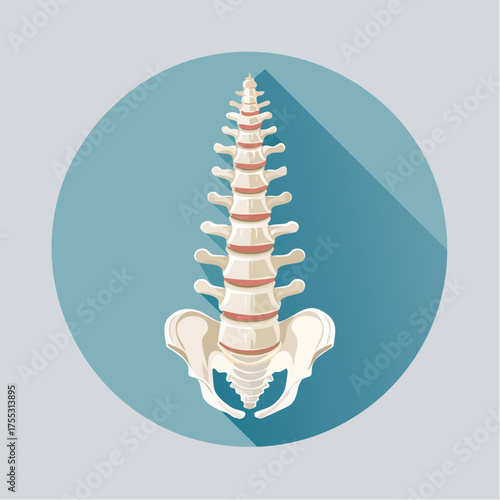 Anatomical illustration of the human spine and pelvis in a flat design style with a long shadow on a teal background.