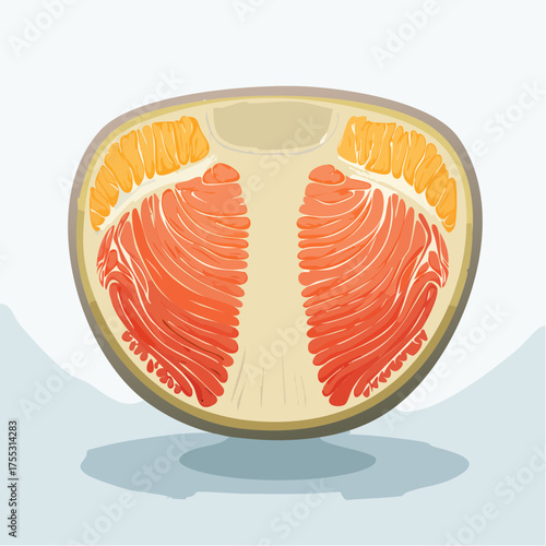 A cross-section illustration of a ripe grapefruit showing its juicy segments and pith.