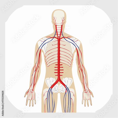 Illustration of the human circulatory system showing arteries and veins.