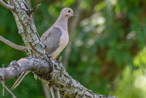 Mourning dove perched in a tree.