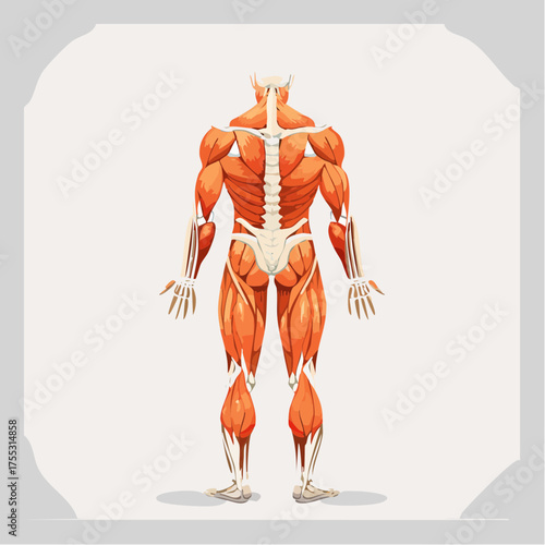 Detailed posterior view of the human muscular and skeletal system, illustrating major muscle groups and bone structure.