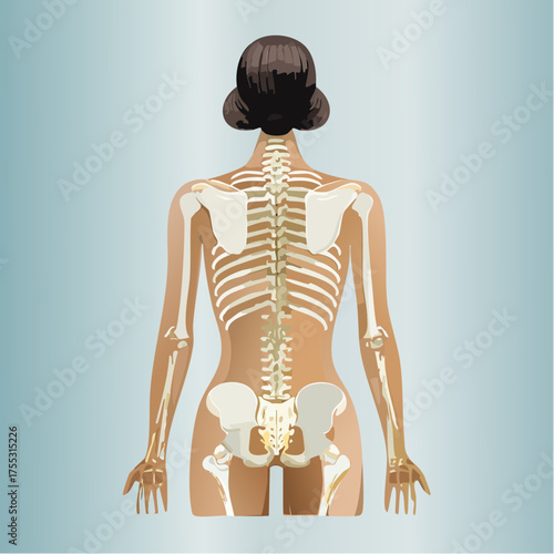 Anatomical illustration of the female human skeleton from a posterior view, showing the spine and pelvis.