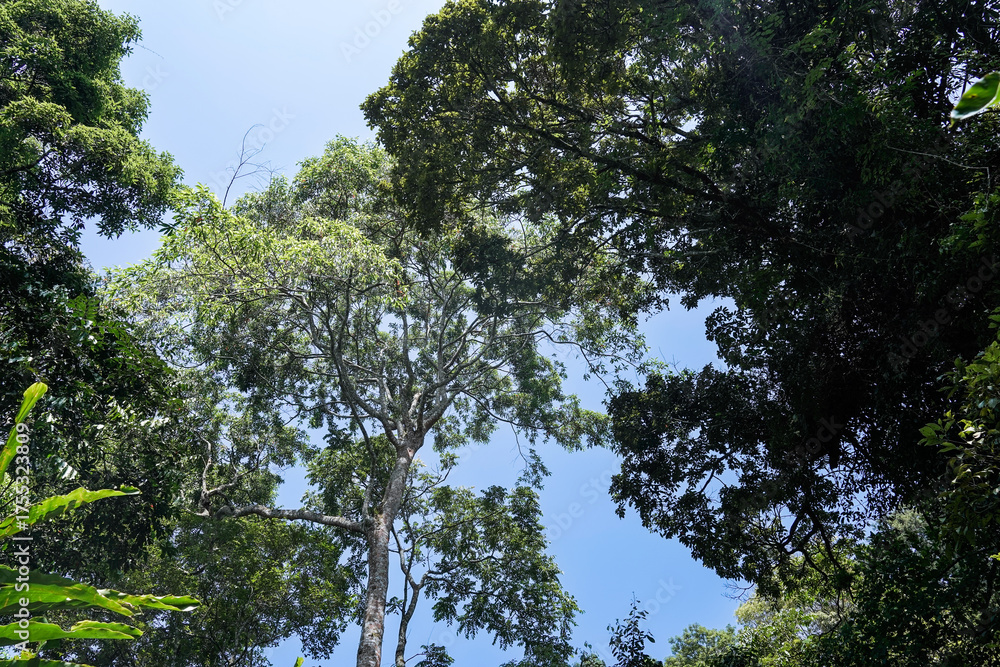 Fototapeta premium Tree Canopy Reaching Toward Tropical Sky 