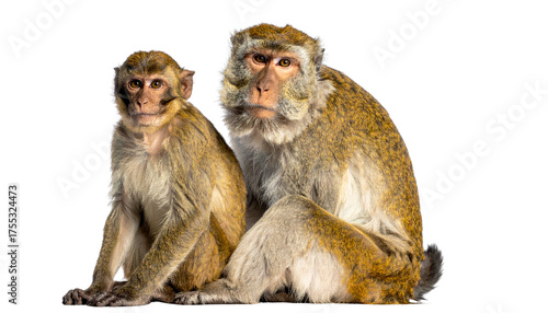 Sitting monkey bundle isolated on transparent background