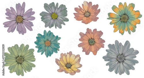 Watercolor Daisies A Collection of Hand-Painted Floral Illustrations for Design