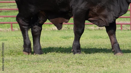 BLACK BRAHMAN BULL TEXAS LIVESTOCK RED BRAHMAN