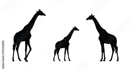 Three giraffes standing together in a minimalist black silhouette against a white background