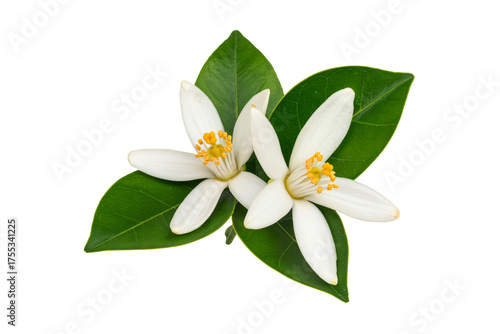 Delicate orange blossom flowers offer a fresh and natural springtime feel