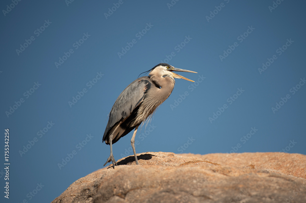 Obraz premium Great Blue Herons