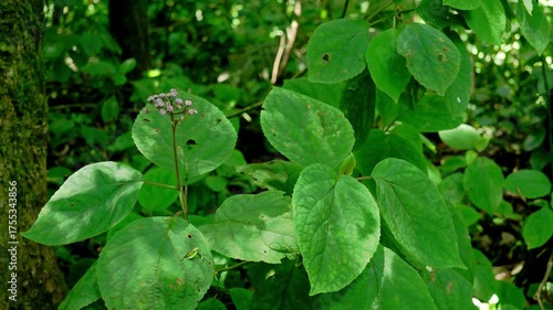 Wallpaper Mural Closeup of green tropical leaves in forest
 Torontodigital.ca