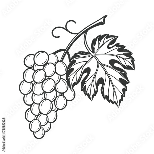 Hand-drawn bunch of grapes with vine and leaf artful sketch style isolated on white background