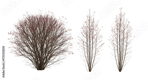 Three bare winter trees with frosted branches and red buds transparent