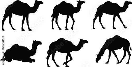 Black camel silhouettes in various poses, standing, walking, sitting, grazing, desert animal vector illustration for Sahara, Arabian, pastoral, rural wildlife design