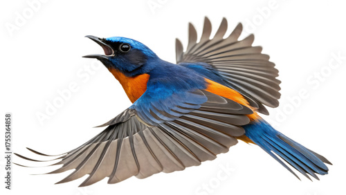 Beautiful Rufous Bellied Niltava Bird in Mid Air Showing Brightly Colored Plumage and Wings Spread