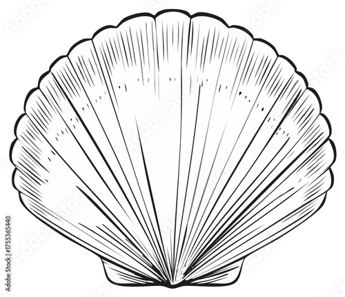 Elegant Scallop Shell Line Art Illustration