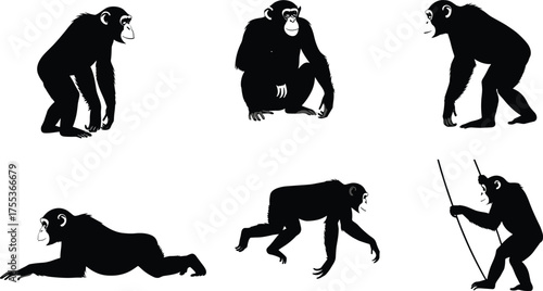 Evolution of primates, monkey to human, silhouette sequence, bipedal transition, tool use, prehistoric concept, black vector, isolated illustration