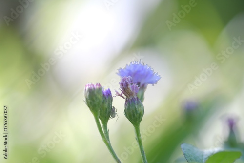 Close up of small purple wildflowers blooming in a garden, with soft natural light and blurred green background.