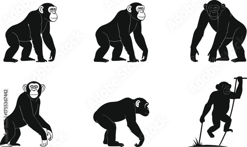 Human evolution silhouette, ape to man, walking evolution, primate progression, anthropology vector, science illustration, evolutionary stages, history of mankind, biology art