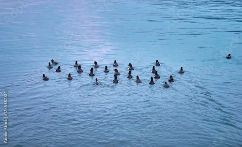 A group of Barrow's Goldeneyes (Bucephala islandica) swim in the water. Stanley Park, Vancouver, British Columbia, Canada.
