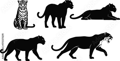 Foto Panther leopard poses, silhouette and detailed, sitting, walking, lying, roaring