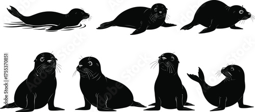 PrintSeal silhouettes, marine animal vector, swimming seal, sitting seal, wildlife illustration, aquatic mammal, black seal shapes, seal anatomy poses