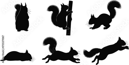 Squirrel silhouette poses, jumping, climbing, crouching, running, lying, black vector, isolated animal set, furry tail, motion anatomy referenceSquirrel silh
