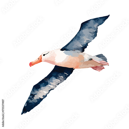 Graceful Albatross Bird Flying Vector Illustration.