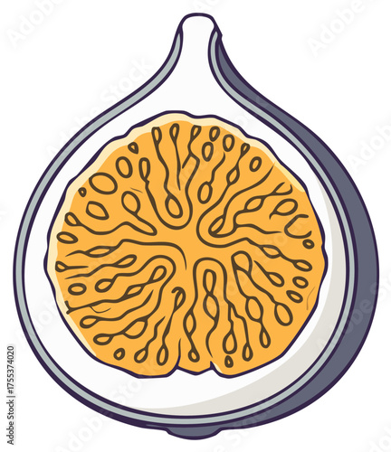 Sliced fig illustration showing pulp and seeds. Healthy fresh tropical fruit half.