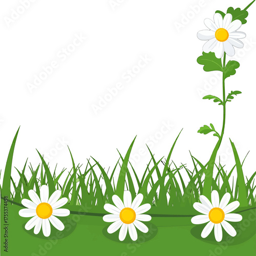 Daisy Flowers Growing Among Green Grass Vector Illustration on White Background