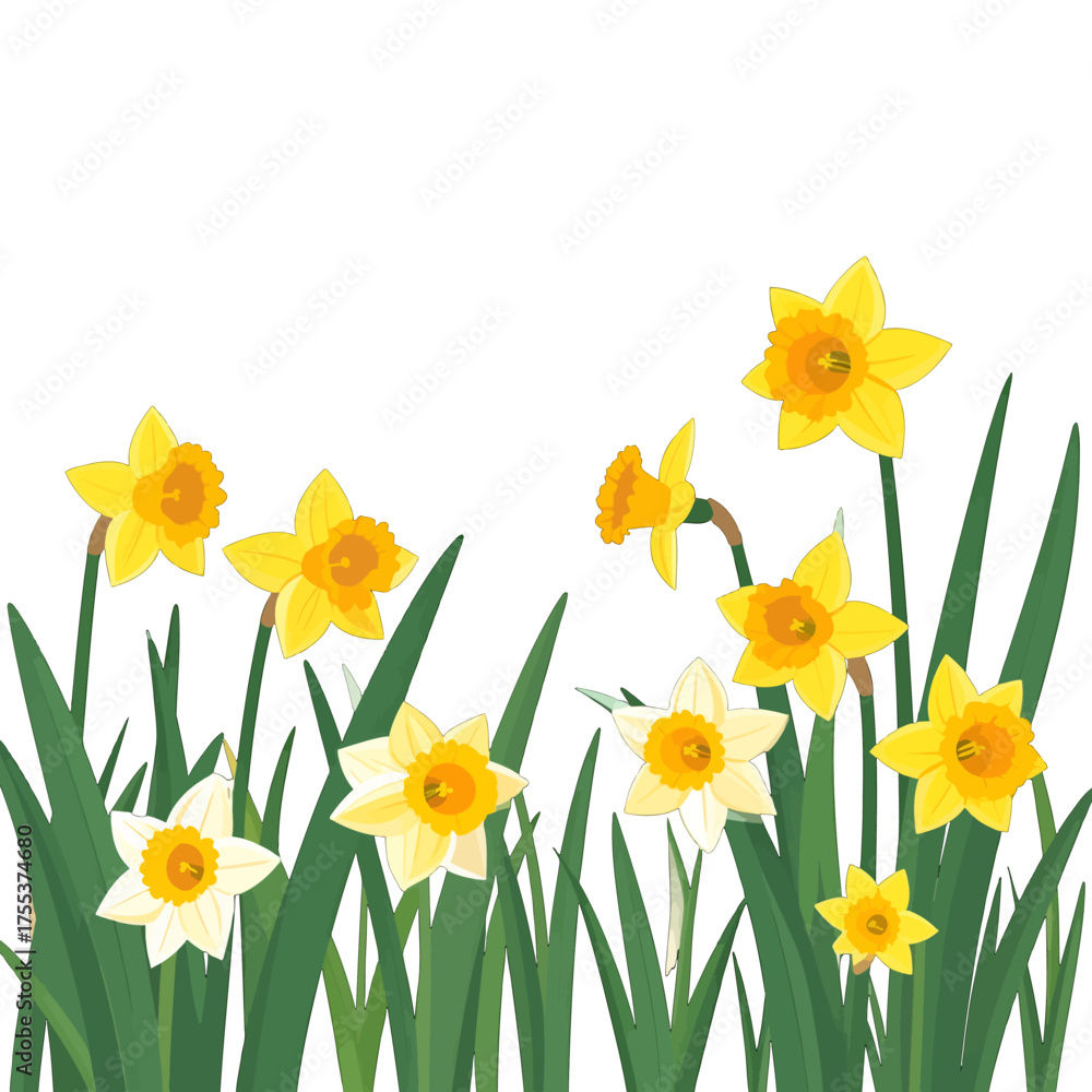 Obraz premium Blooming Yellow and White Daffodils with Green Stems on White Background