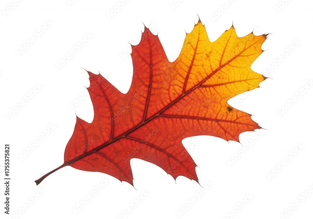 Fototapeta premium Autumn leaf gradient red orange isolated on a transparent background