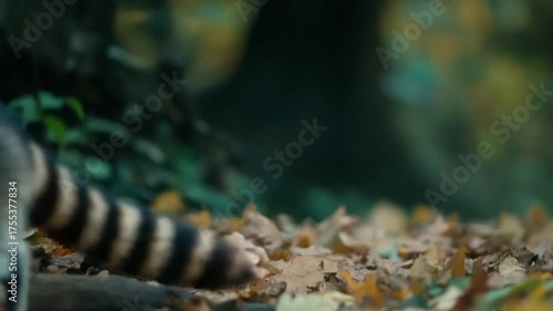 Autumnal Raccoon Stroll: A Wildlife Encounter in the Forest