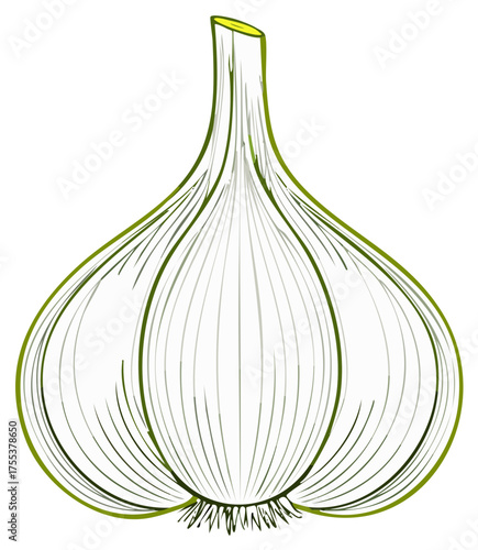 Hand Drawn Garlic Bulb with Detailed Line Work Outline Isolated on White