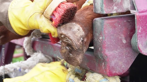 Hoof Trimming Hoof Care Functional and Corrective Trimming Brahman Livestock