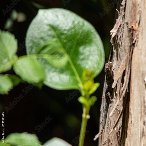 A small skink warming up body temperature in a secluded and sunny spot on a log