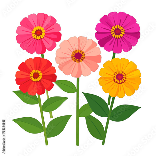 Colorful Zinnia Flowers in Full Bloom Illustration with Pink Red Orange and Yellow Petals Against White Background Vector
