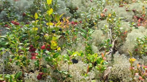 Fresh lingonberries on moss in sunlight. Represents eco-friendly lifestyle, natural vitamins, and connection with pristine forest environment. Close shot of red berries and green foliage.