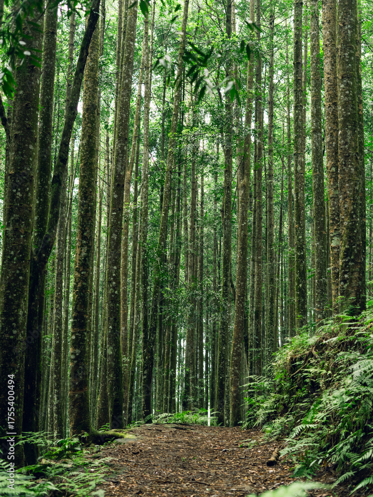 Obraz premium Green forest path among tall trees, ideal for eco lifestyle, travel, and natural landscape visuals.