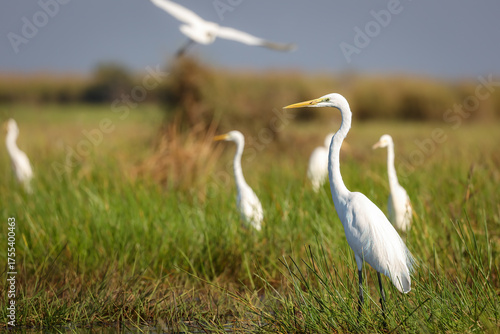 great egrets in grass, thailand