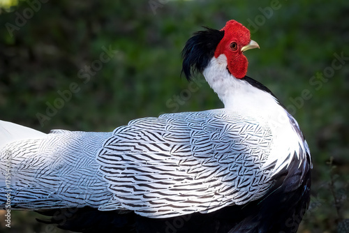 silver pheasant, thailand