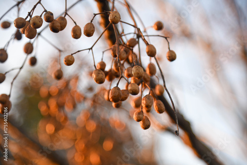 Ripe Cinnamomum verum Seeds on Tree Cluster.