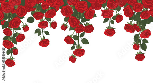 A delightful cascade of deep red roses adorns a white background in a beautiful floral display.