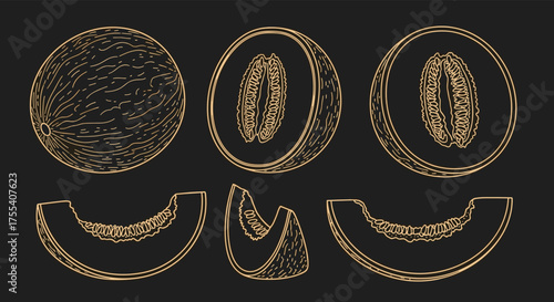 A visual representation of cantaloupe melon showing its whole form cut halves and sliced portions in a detailed illustration.
