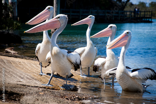 Pelicans or Pelecanus conspicillatus at boat ramp.