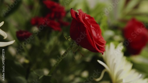 A single, vibrant red rose forms the centerpiece of a lush floral bouquet, as the camera gracefully arcs around it, revealing delicate white flowers and creating an elegant and romantic atmosphere wit