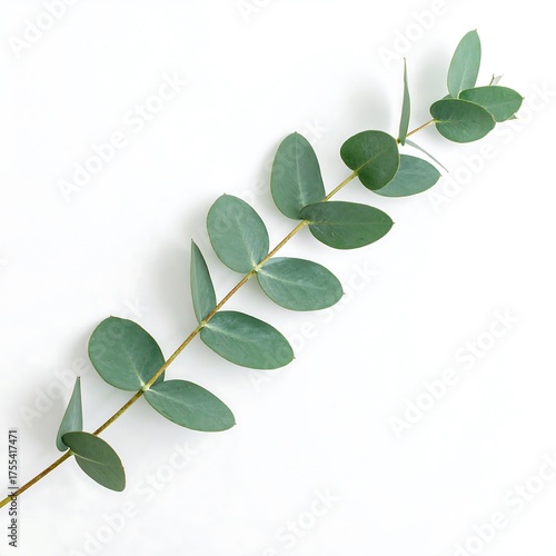 Eucalyptus Branch - Minimalist Greenery on White Background.