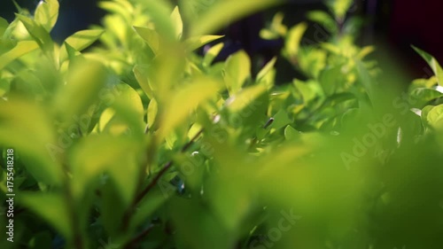 Soft, ambient light gently illuminates the vibrant green leaves of a garden hedge as the camera drifts sideways, creating a soothing and detailed background with a shallow depth of field.