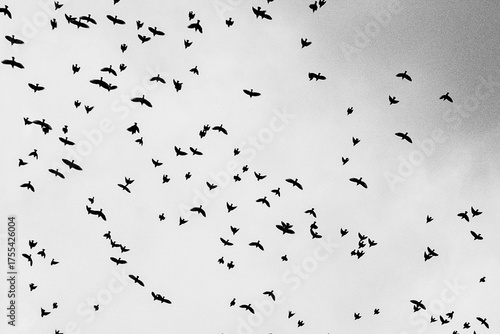 Flock in Flight across the Pale Sky